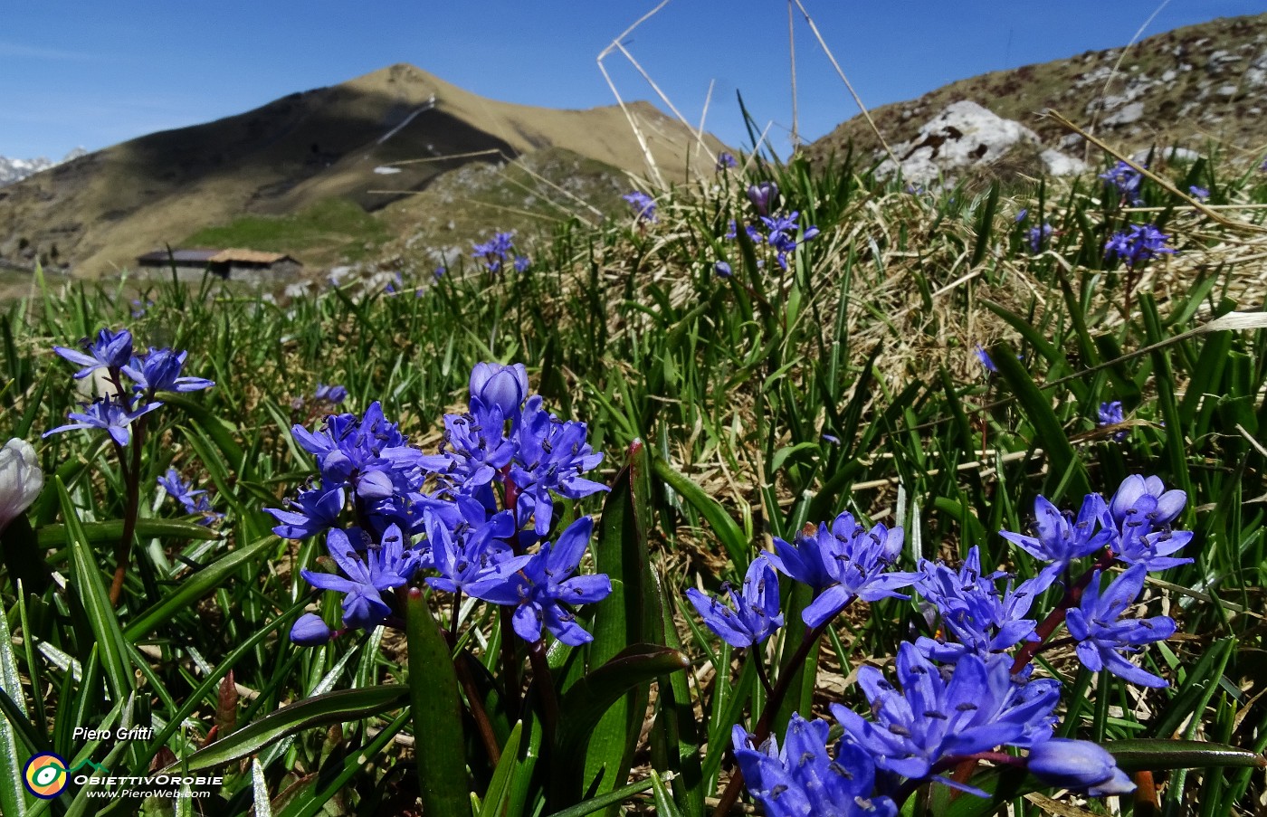 53 Scilla bifolia con vista in Timogno.JPG -                                